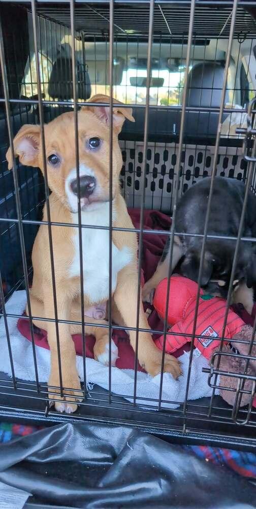 Enlarge Clark, a Adoptable mixed breed in Rathdrum, ID image 3/4