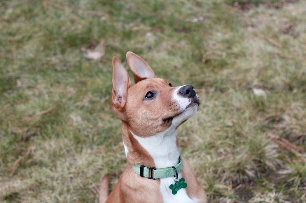 Clark, a Adoptable mixed breed in Rathdrum, ID image 2/6