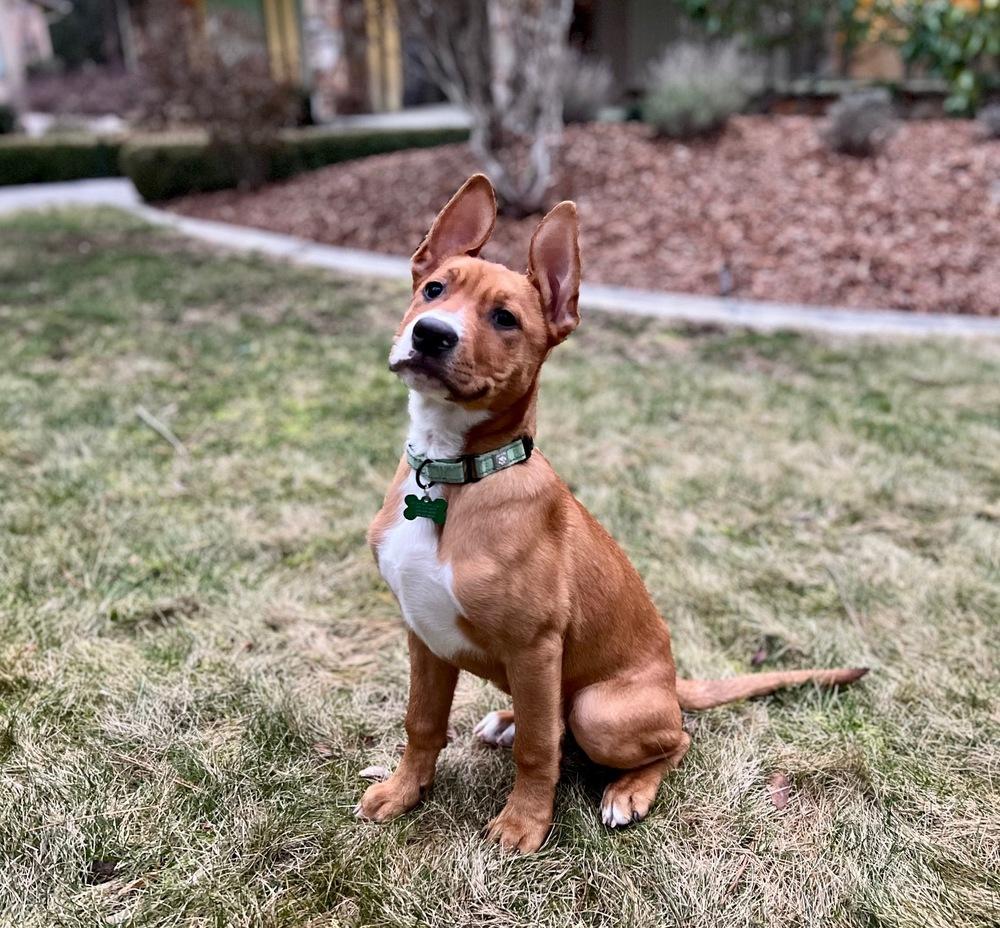 Clark, a Adoptable mixed breed in Rathdrum, ID image 3/6
