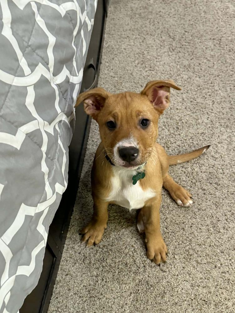 Enlarge Clark, a Adoptable mixed breed in Rathdrum, ID image 4/4