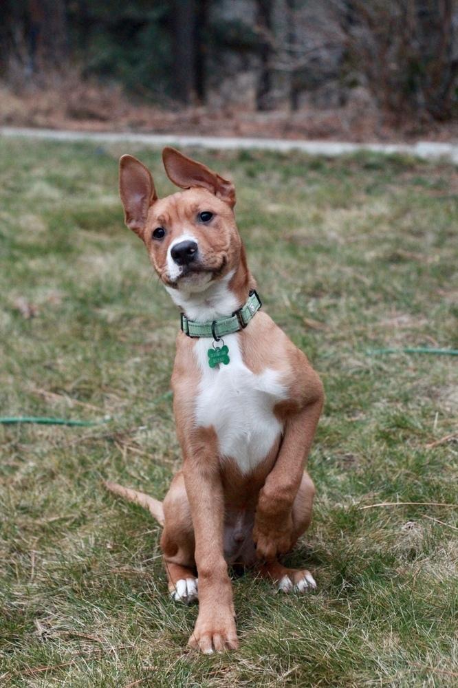 Clark, a Adoptable mixed breed in Rathdrum, ID image 5/6