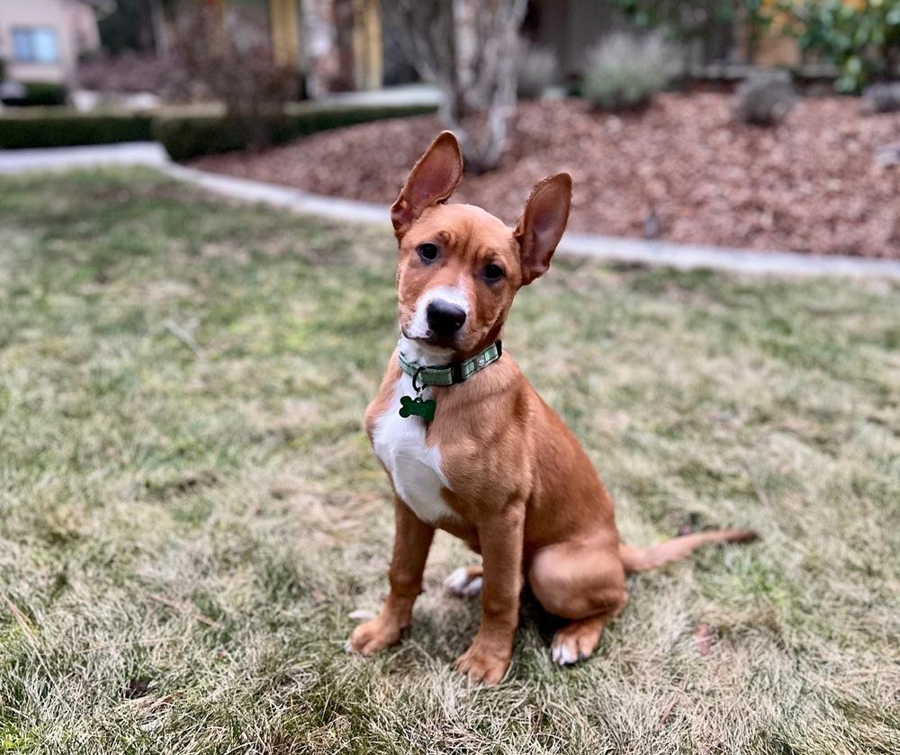 Clark, a Adoptable mixed breed in Rathdrum, ID image 6/6