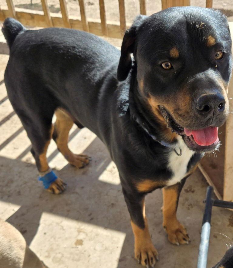 Barkley, Adoptable, Adult Male Rottweiler.