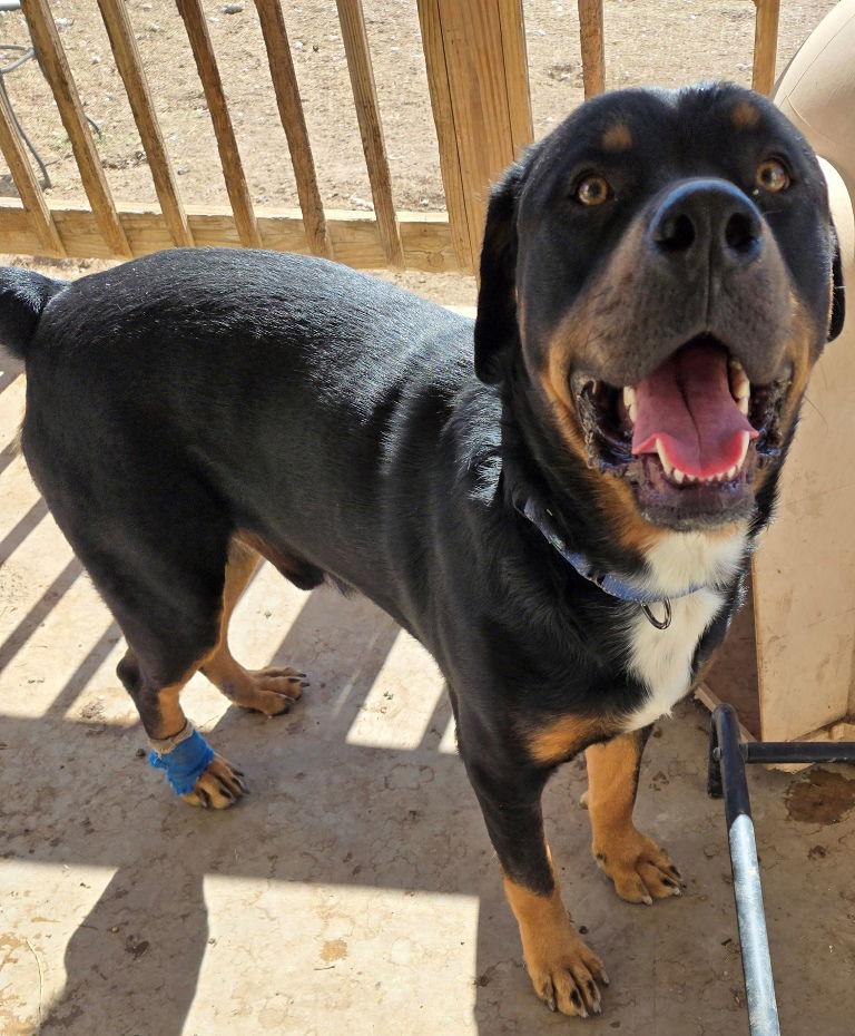 Barkley, Adoptable, Adult Male Rottweiler.