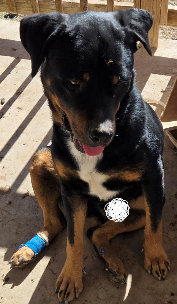 Enlarge Barkley, a Adoptable Rottweiler in San Antonio, TX image 3/3