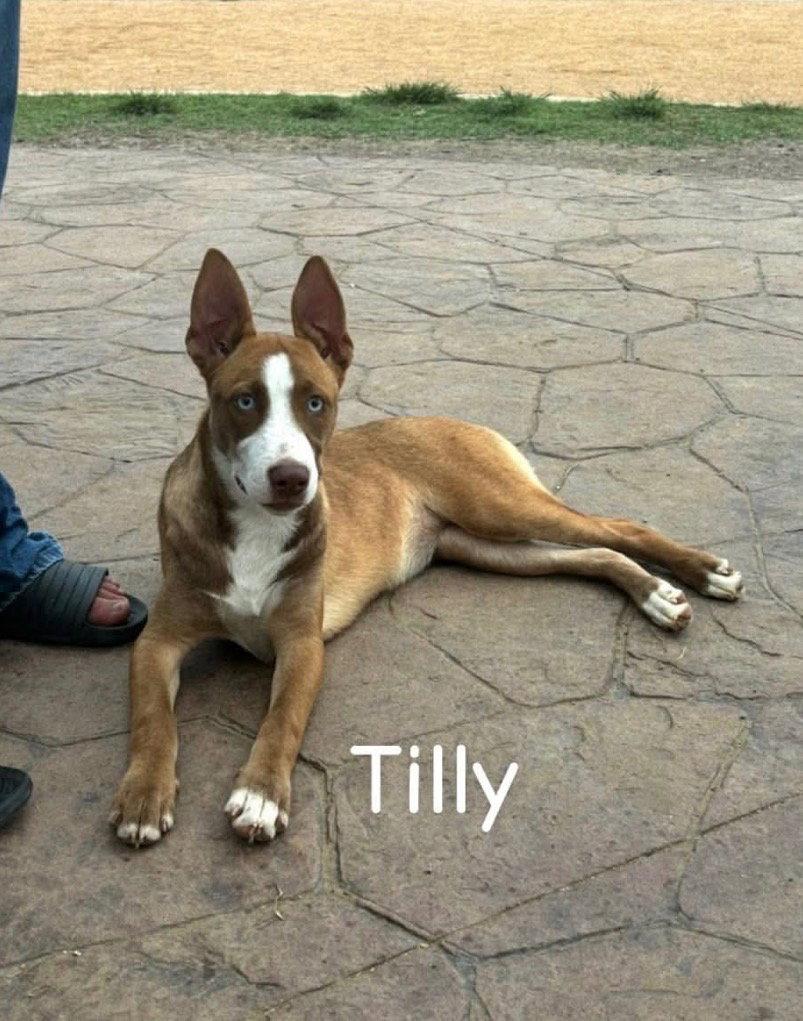 Tilley, a Adoptable Belgian Shepherd / Malinois in Falfurrias, TX image 2/3