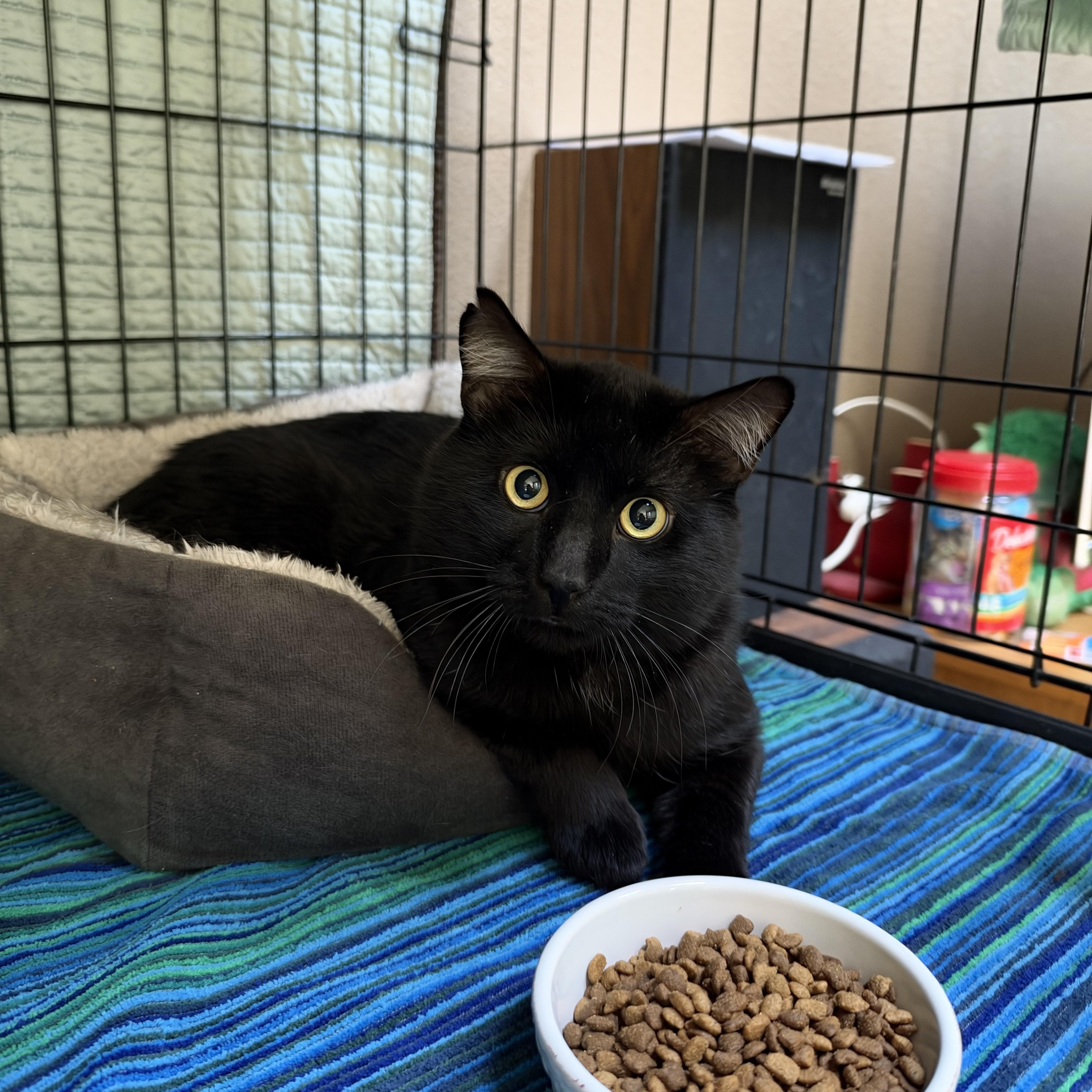 Enlarge Guinness, a Adoptable Domestic Short Hair in Aurora, CO image 1/4