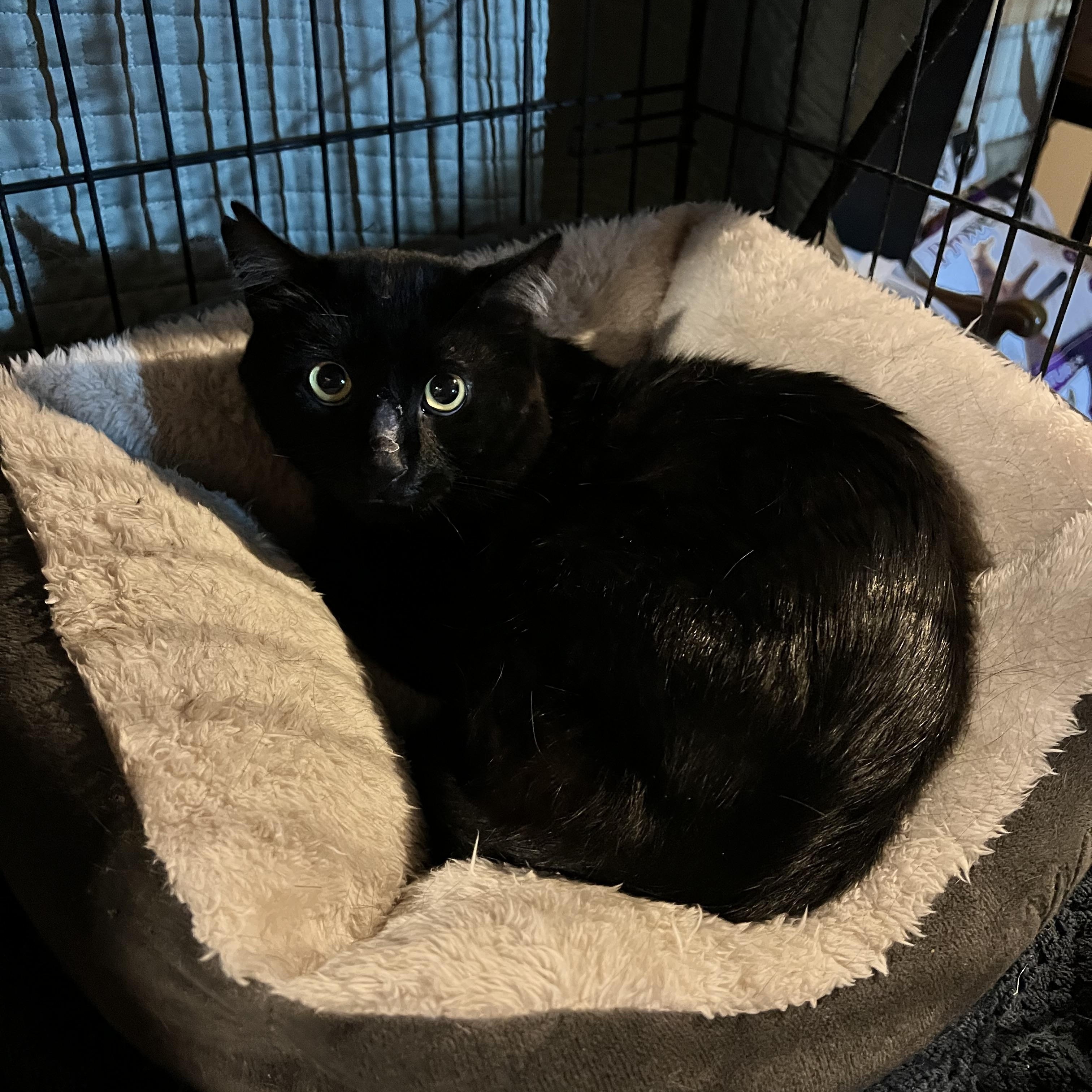 Enlarge Guinness, a Adoptable Domestic Short Hair in Aurora, CO image 4/4