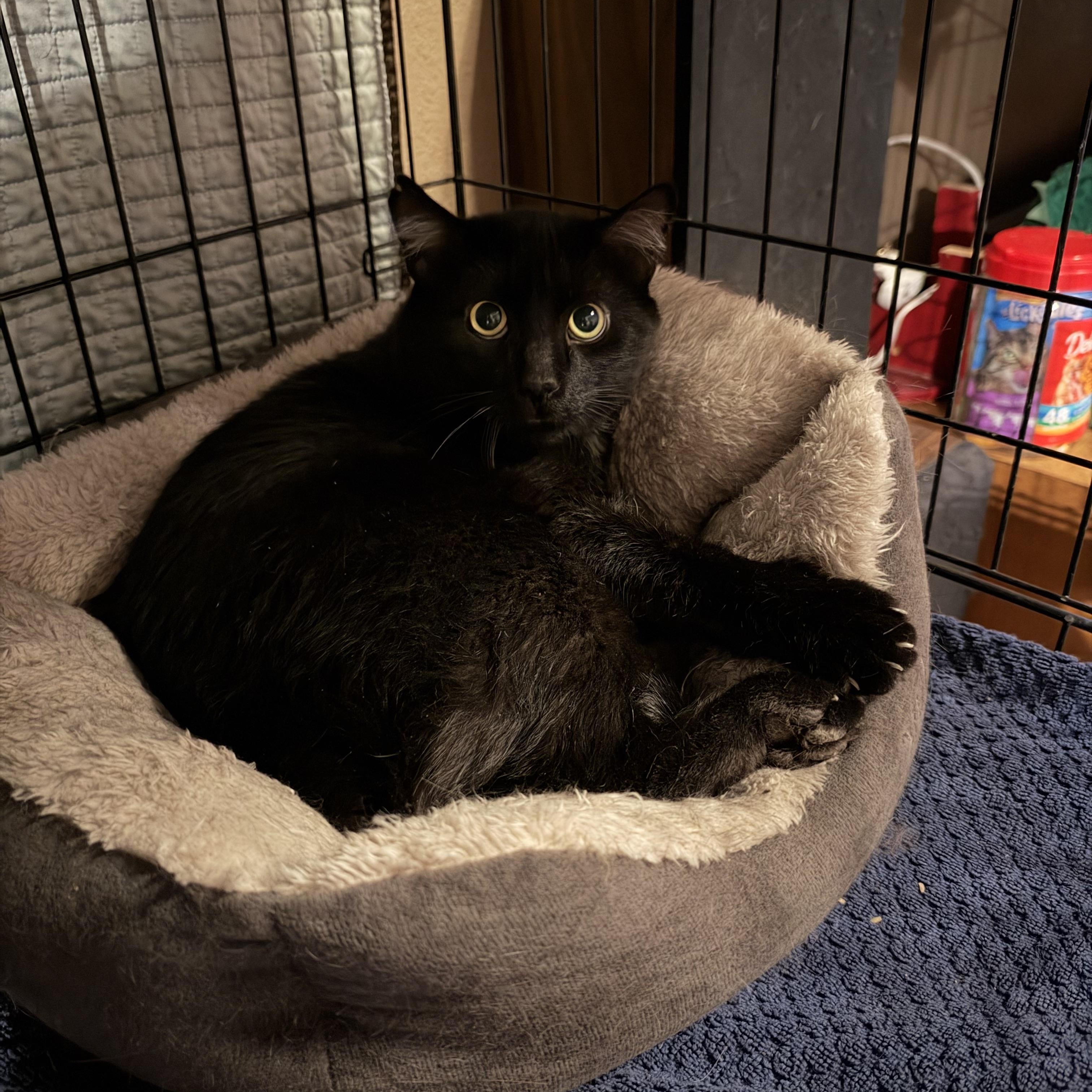 Enlarge Guinness, a Adoptable Domestic Short Hair in Aurora, CO image 2/4