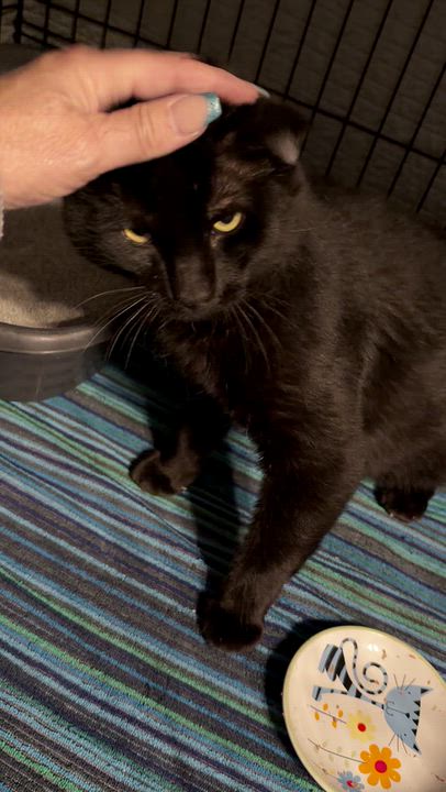 Enlarge Guinness, a Adoptable Domestic Short Hair in Aurora, CO video 3/4