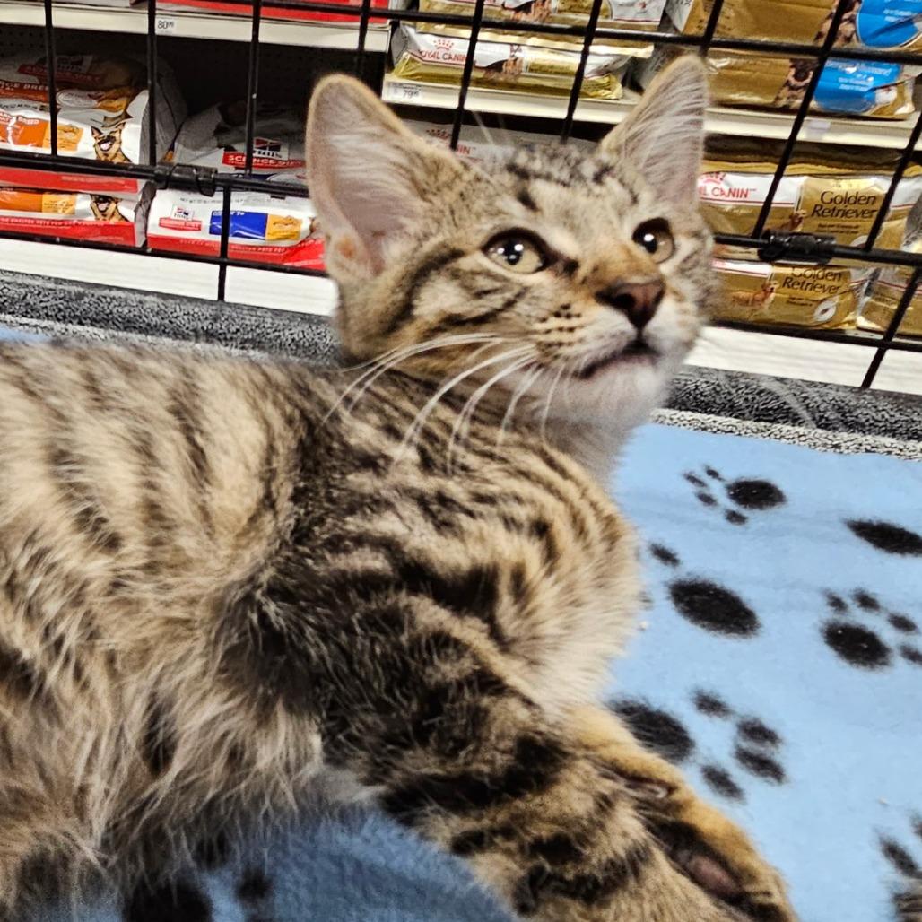 Zip, Adoptable, Young Female Domestic Short Hair.