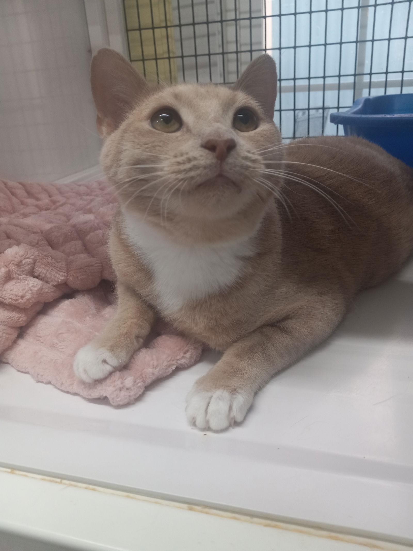 Saffron, Adoptable, Young Female Domestic Short Hair.