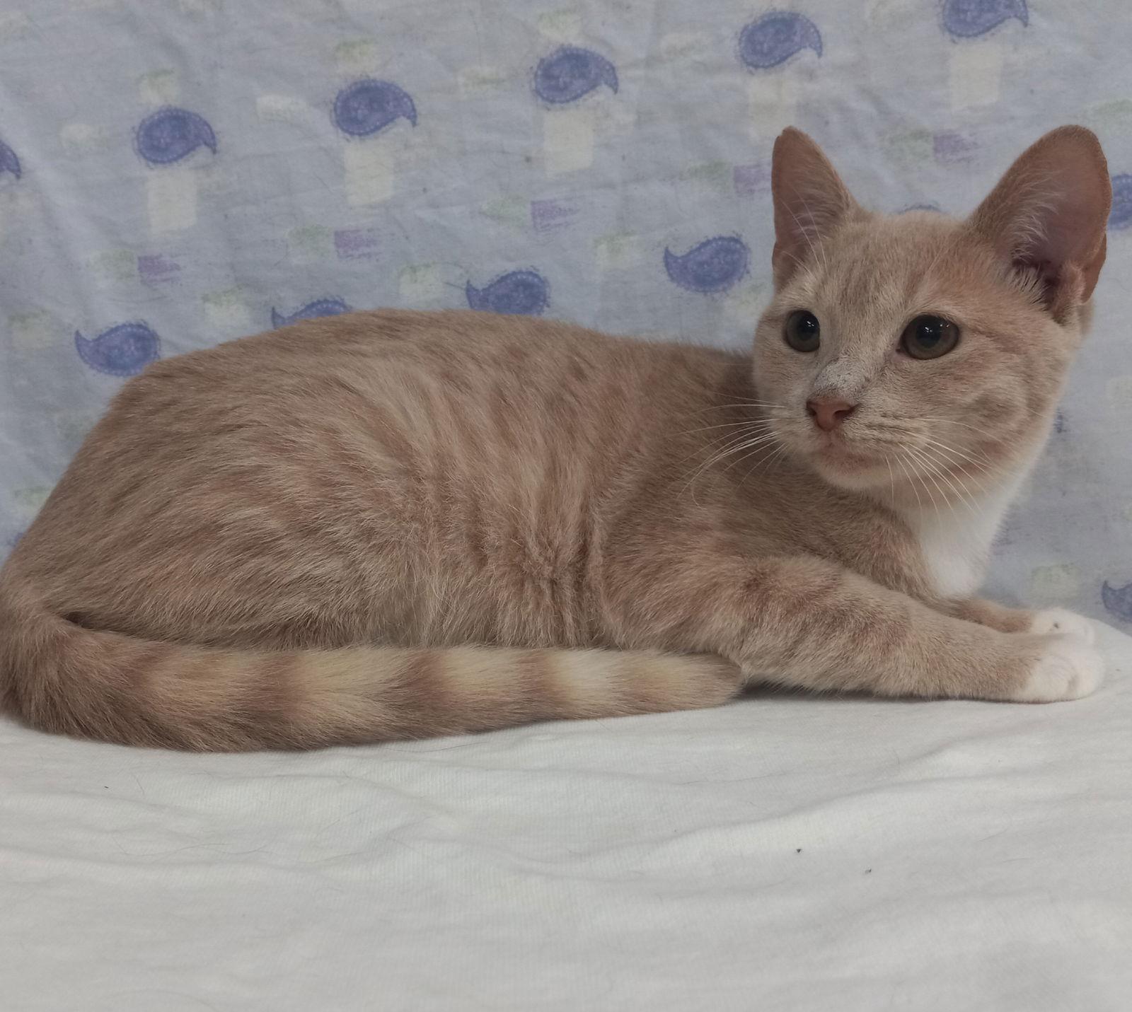 Enlarge Saffron, a Adoptable Domestic Short Hair in Winton, NC image 2/3