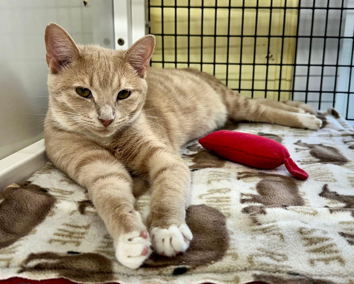 Enlarge Saffron, a Adoptable Domestic Short Hair in Winton, NC image 3/3