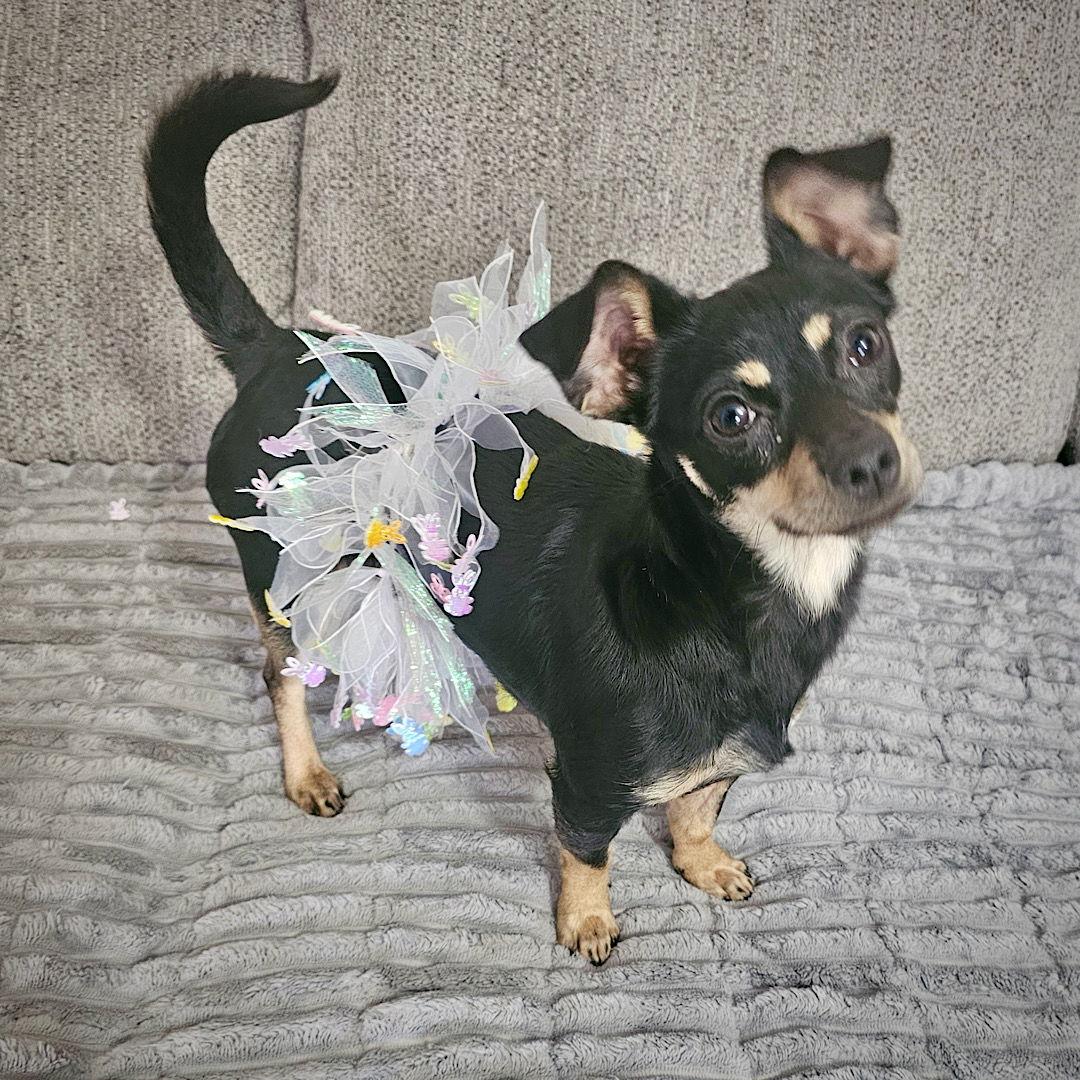 Enlarge Toodle-Loo (GA), a Adopted mixed breed in Atlanta, GA image 1/3