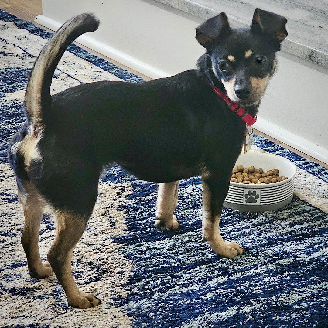 Enlarge Toodle-Loo (GA), a Adopted mixed breed in Atlanta, GA image 2/3