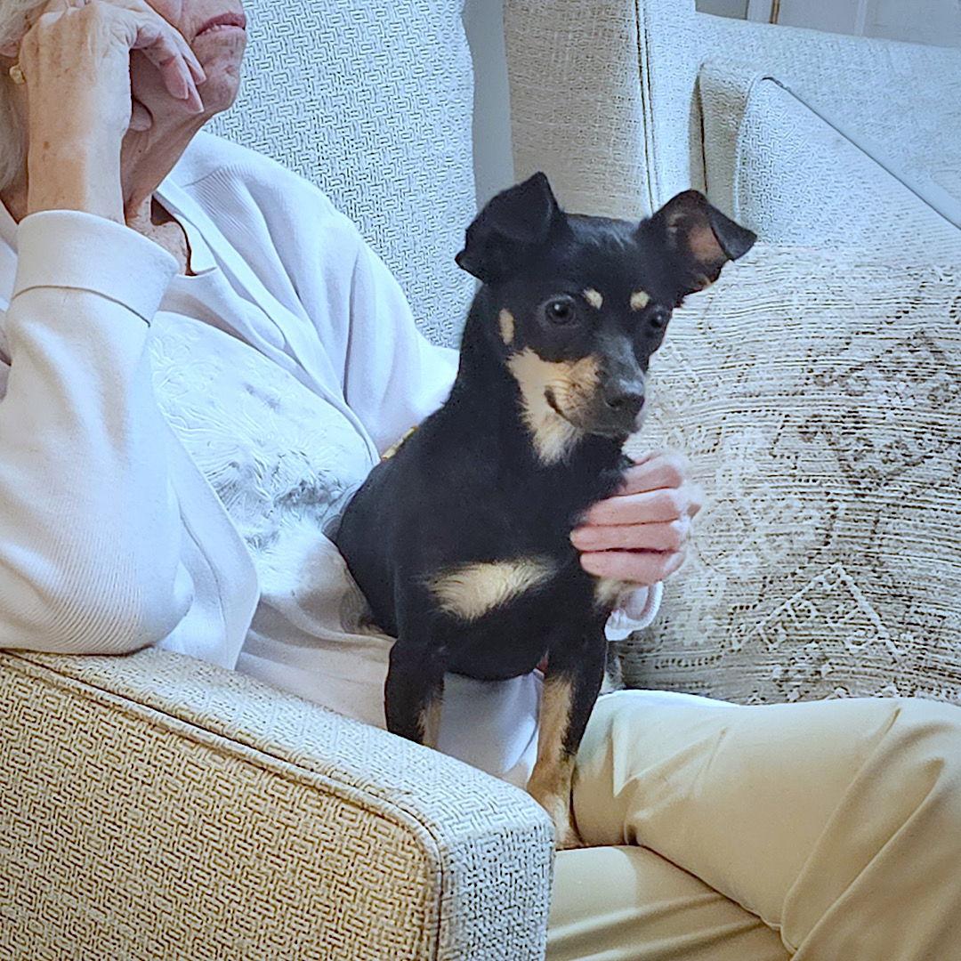 Enlarge Toodle-Loo (GA), a Adopted mixed breed in Atlanta, GA image 3/3