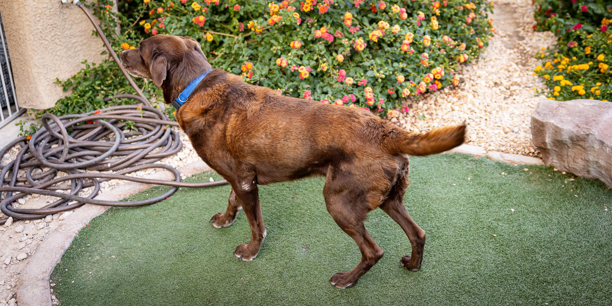 Enlarge Duke, a Adoptable Labrador Retriever in Las Vegas, NV image 5/6