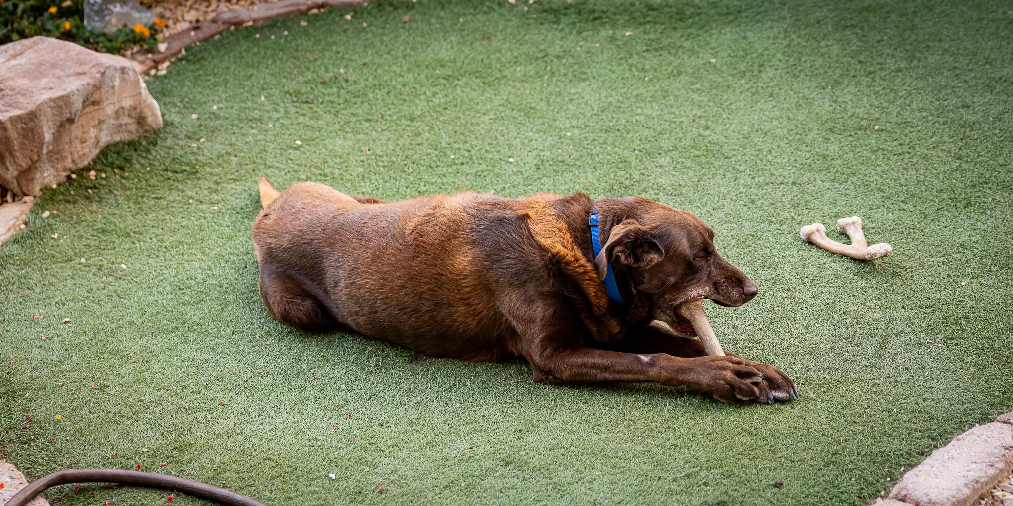 Enlarge Duke, a Adoptable Labrador Retriever in Las Vegas, NV image 2/6