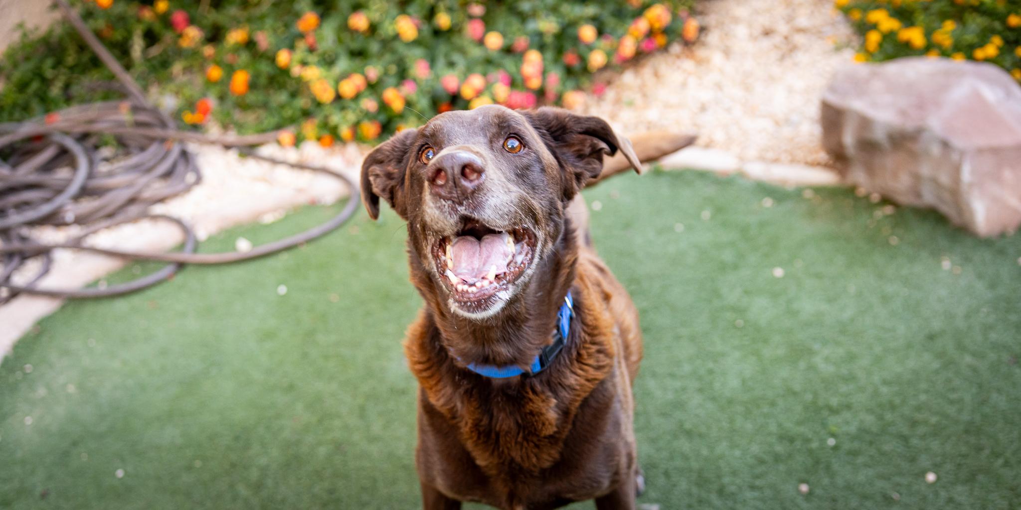 Enlarge Duke, a Adoptable Labrador Retriever in Las Vegas, NV image 3/6