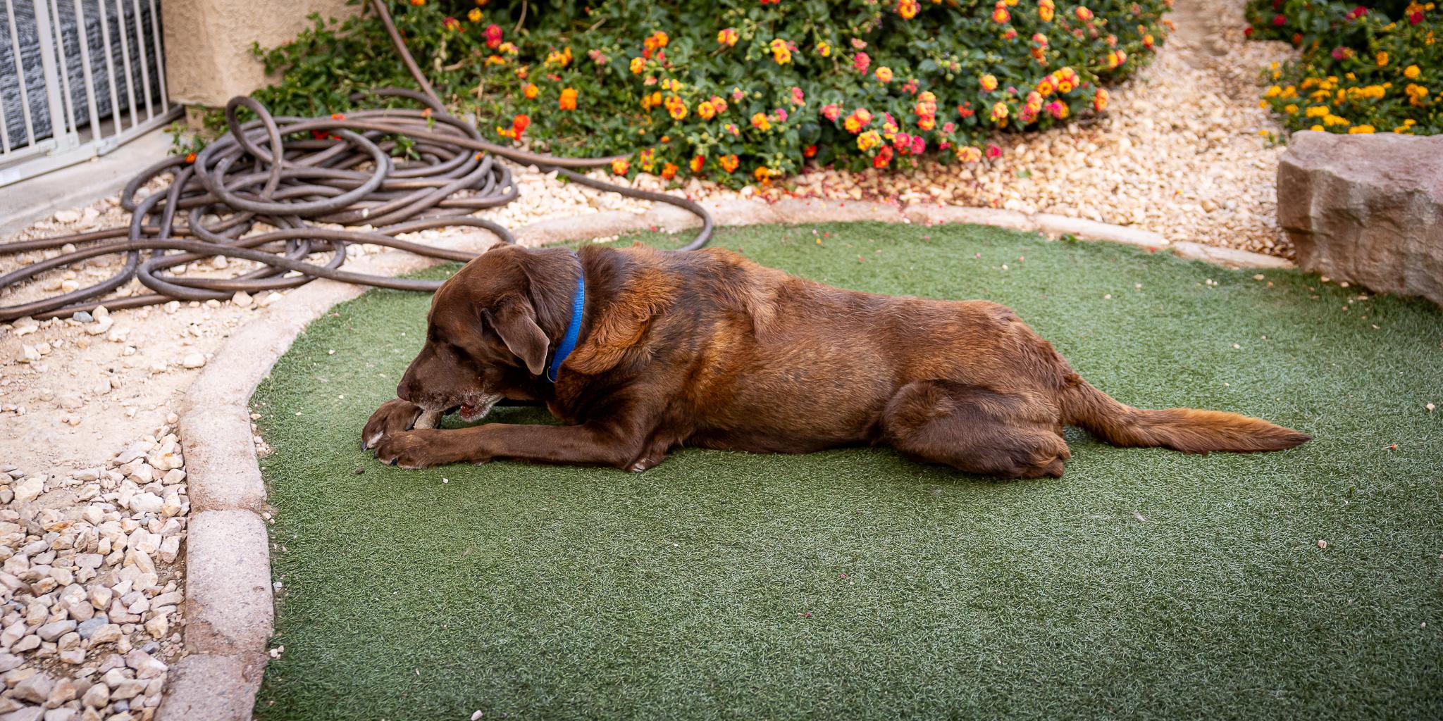 Enlarge Duke, a Adoptable Labrador Retriever in Las Vegas, NV image 6/6