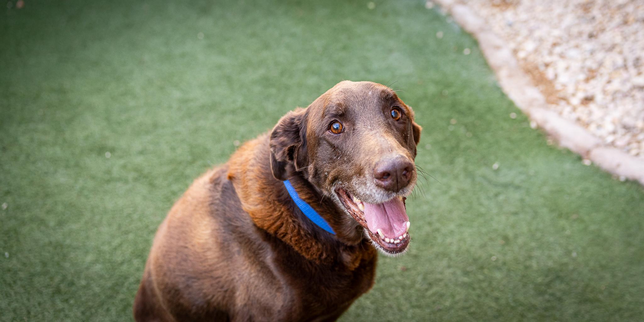 Enlarge Duke, a Adoptable Labrador Retriever in Las Vegas, NV image 1/6