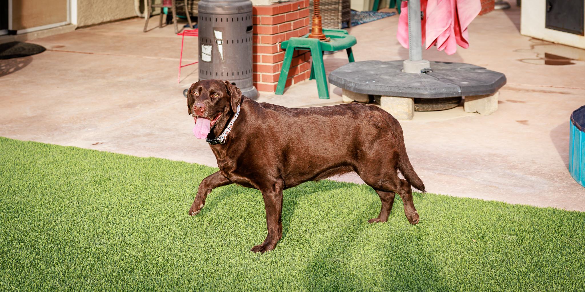 Enlarge Duke, a Adoptable Labrador Retriever in Las Vegas, NV image 4/6
