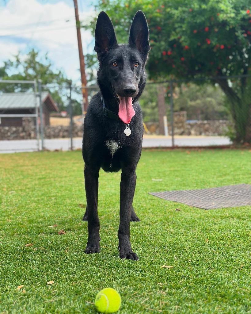 Darcy, Adoptable, Adult Female German Shepherd Dog & Belgian Shepherd / Malinois.