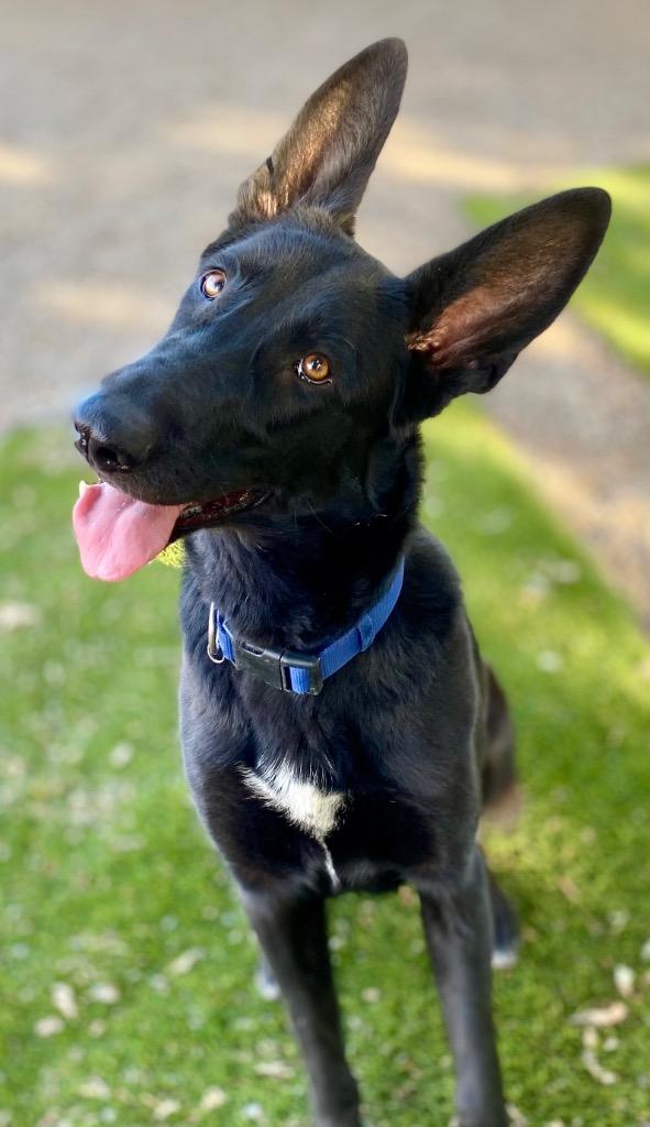 Enlarge Darcy, a Adoptable mixed breed in Chico, CA image 3/6