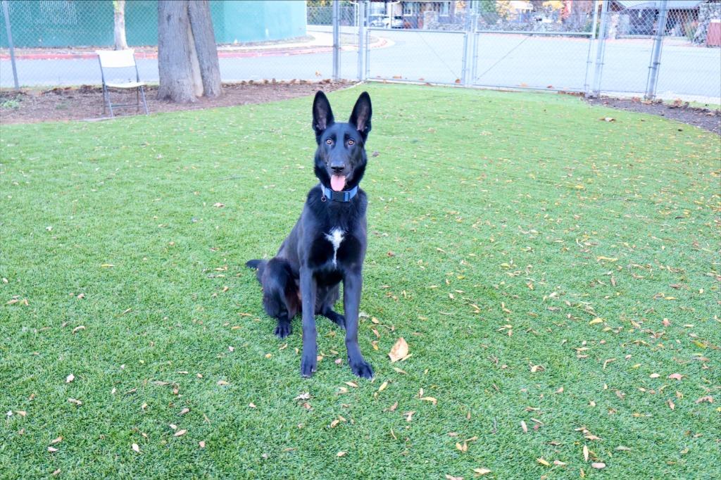 Enlarge Darcy, a Adoptable mixed breed in Chico, CA image 4/6