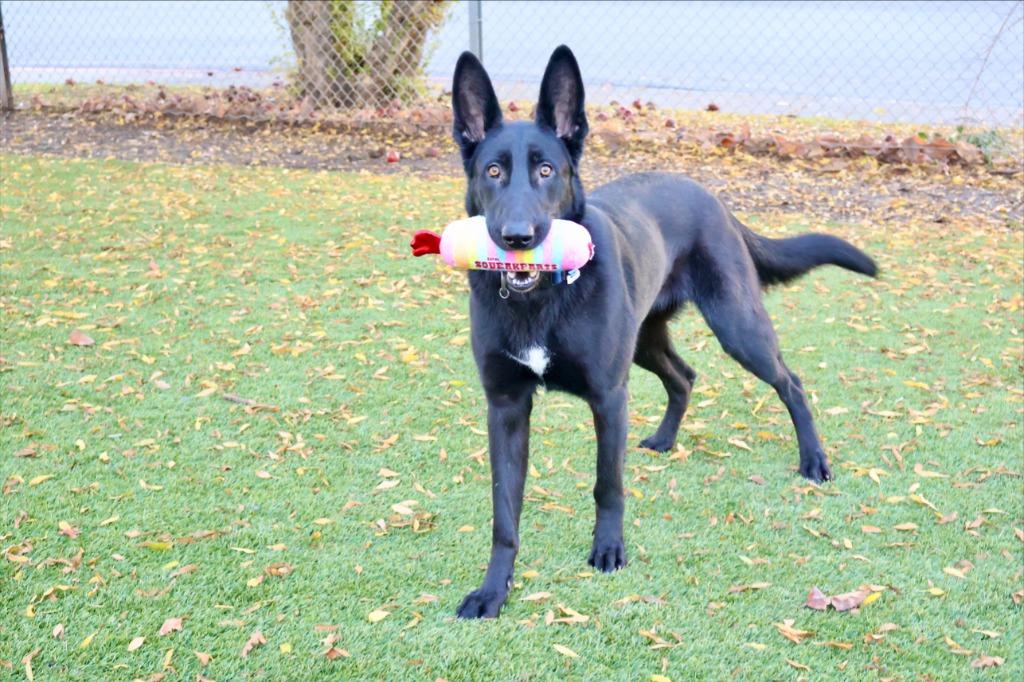 Enlarge Darcy, a Adoptable mixed breed in Chico, CA image 5/6