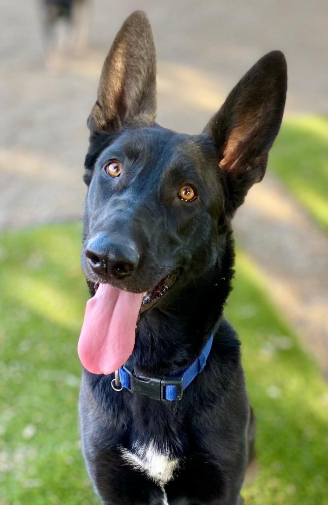 Enlarge Darcy, a Adoptable mixed breed in Chico, CA image 6/6