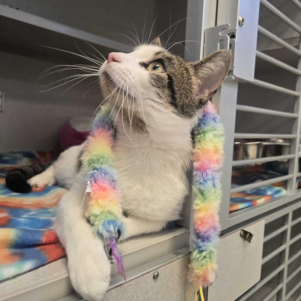 Emmett, Adoptable, Adult Male Domestic Short Hair.