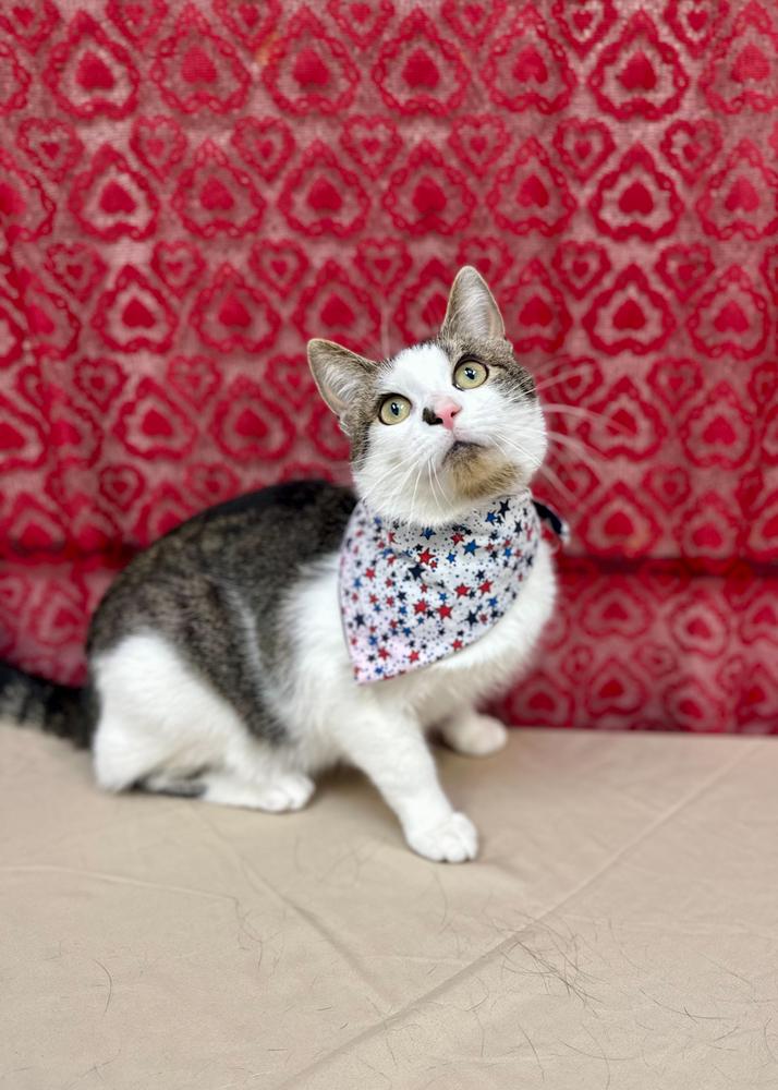 Emmett, a Adoptable mixed breed in Bowling Green, OH image 2/3