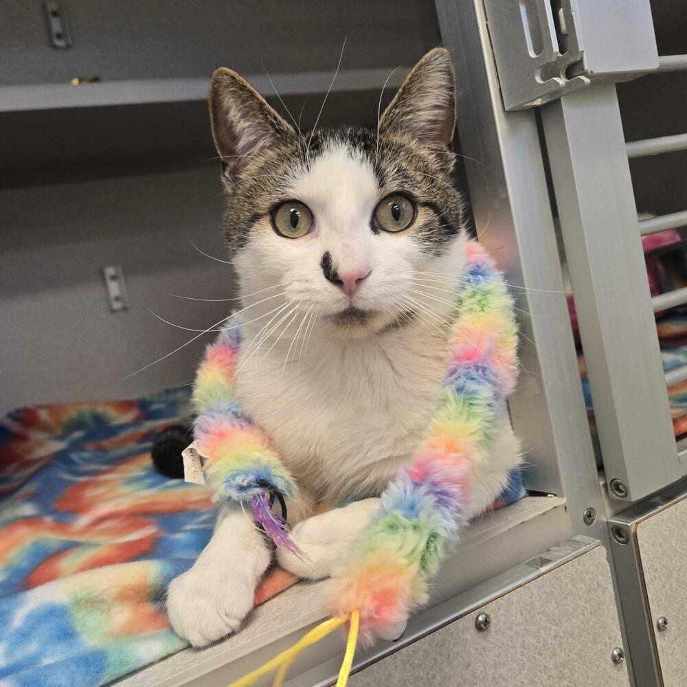 Enlarge Emmett, a Adoptable mixed breed in Bowling Green, OH image 2/2