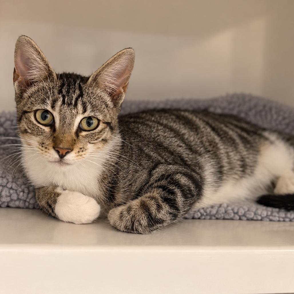 Peanut, Adoptable, Young Male Domestic Short Hair.