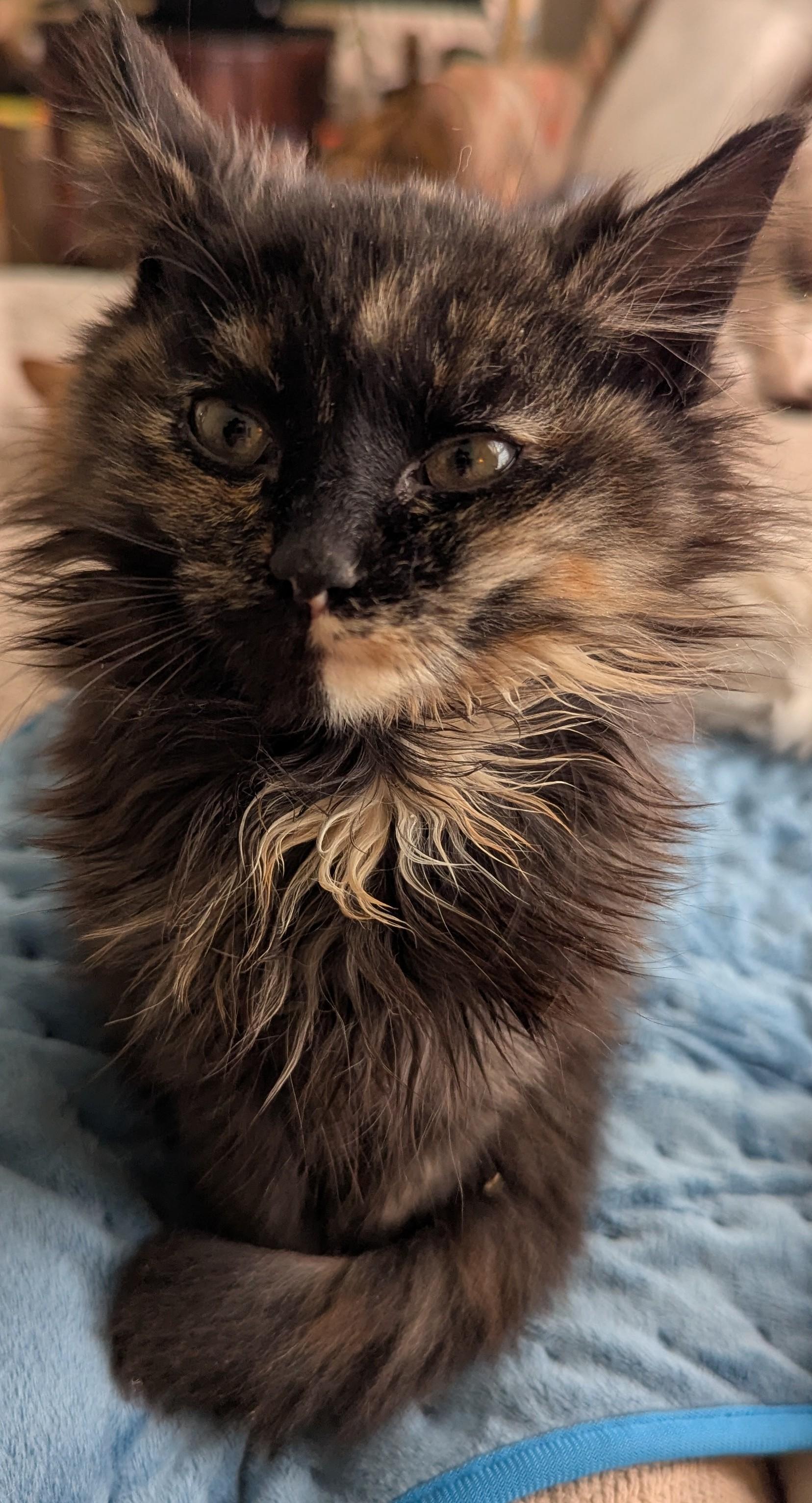 Meowtini thumbnail 2