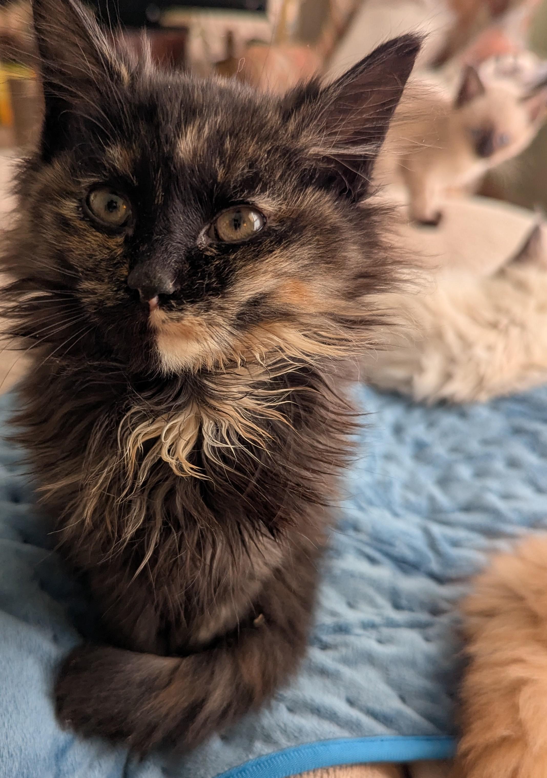 Meowtini thumbnail 3