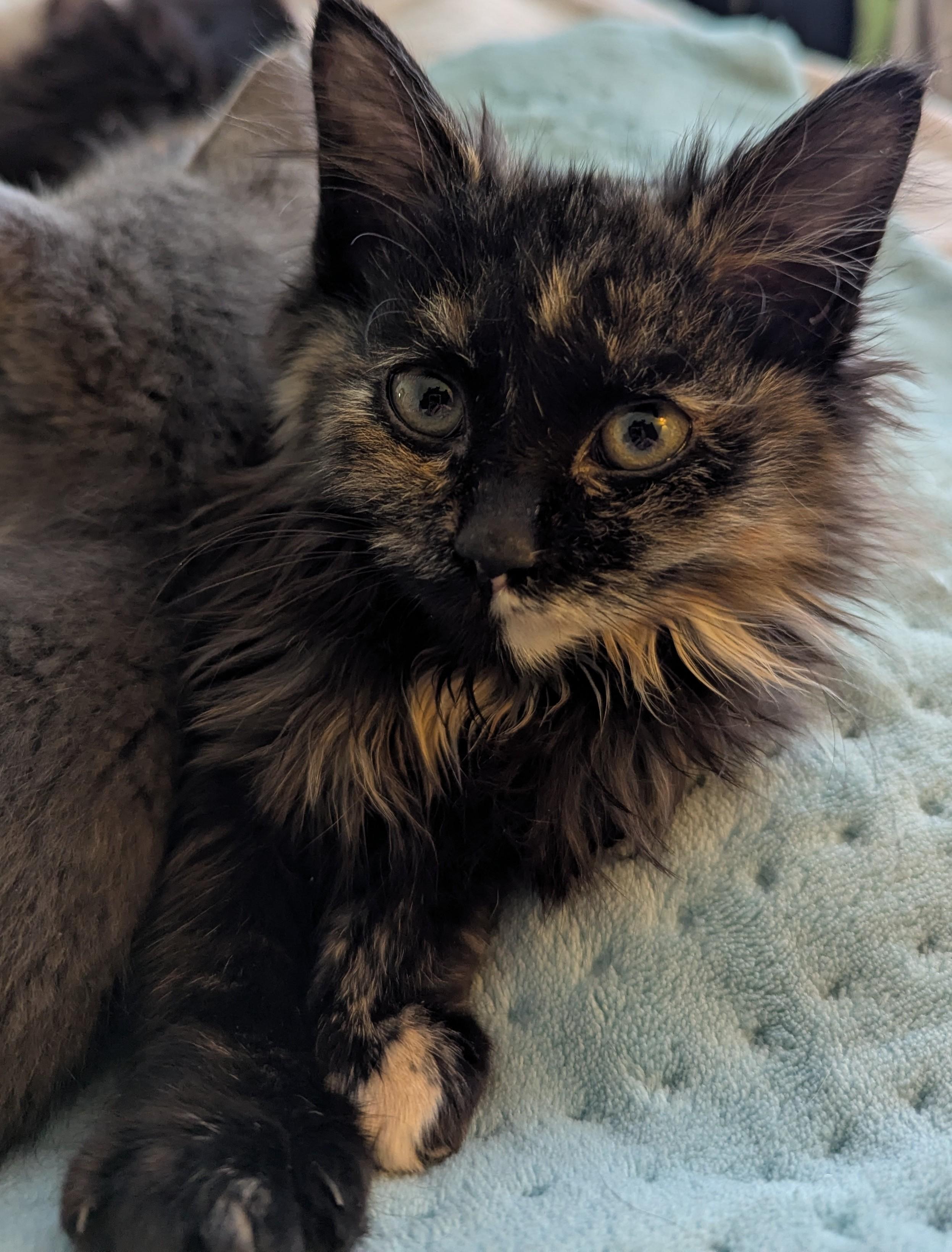 Meowtini thumbnail 4