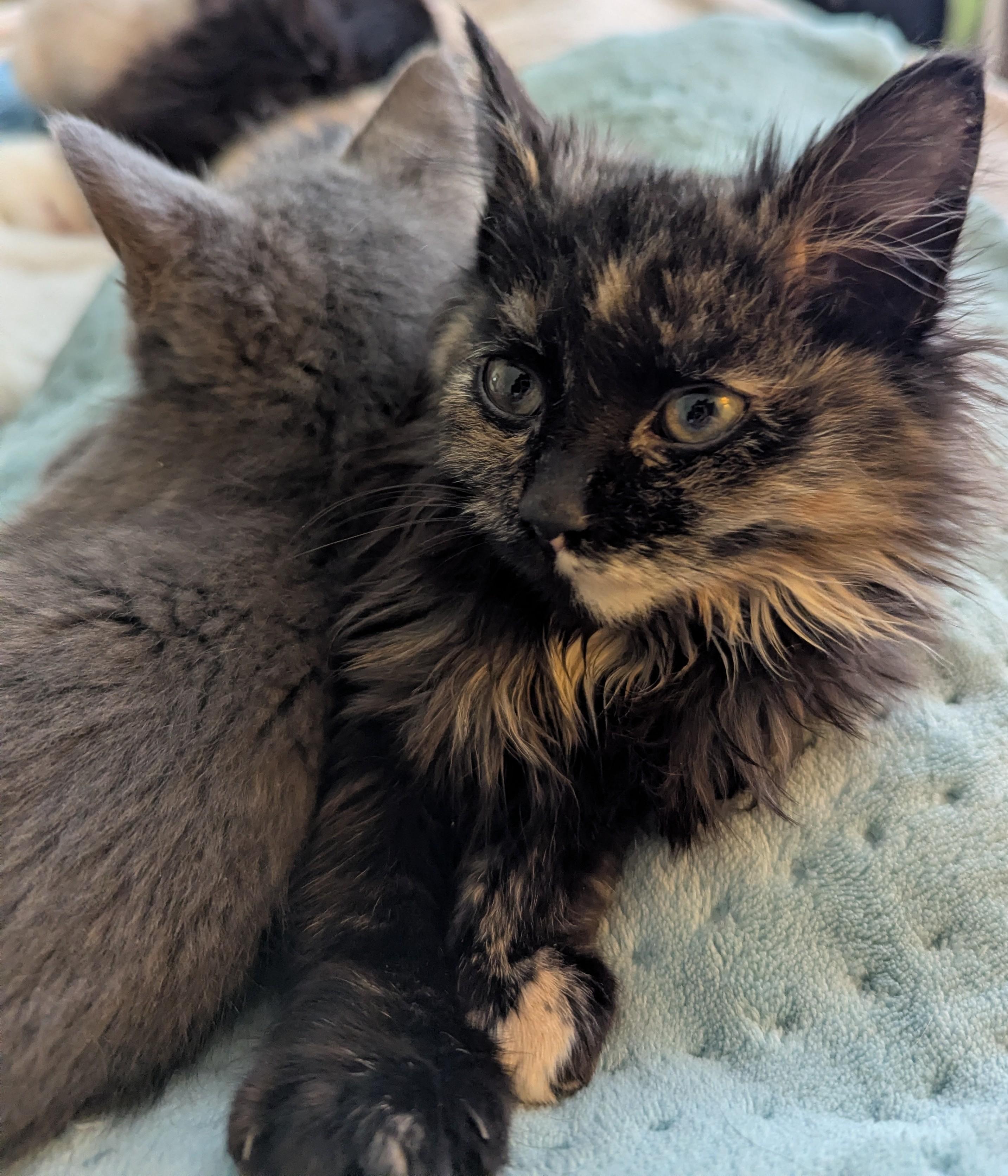 Meowtini thumbnail 5