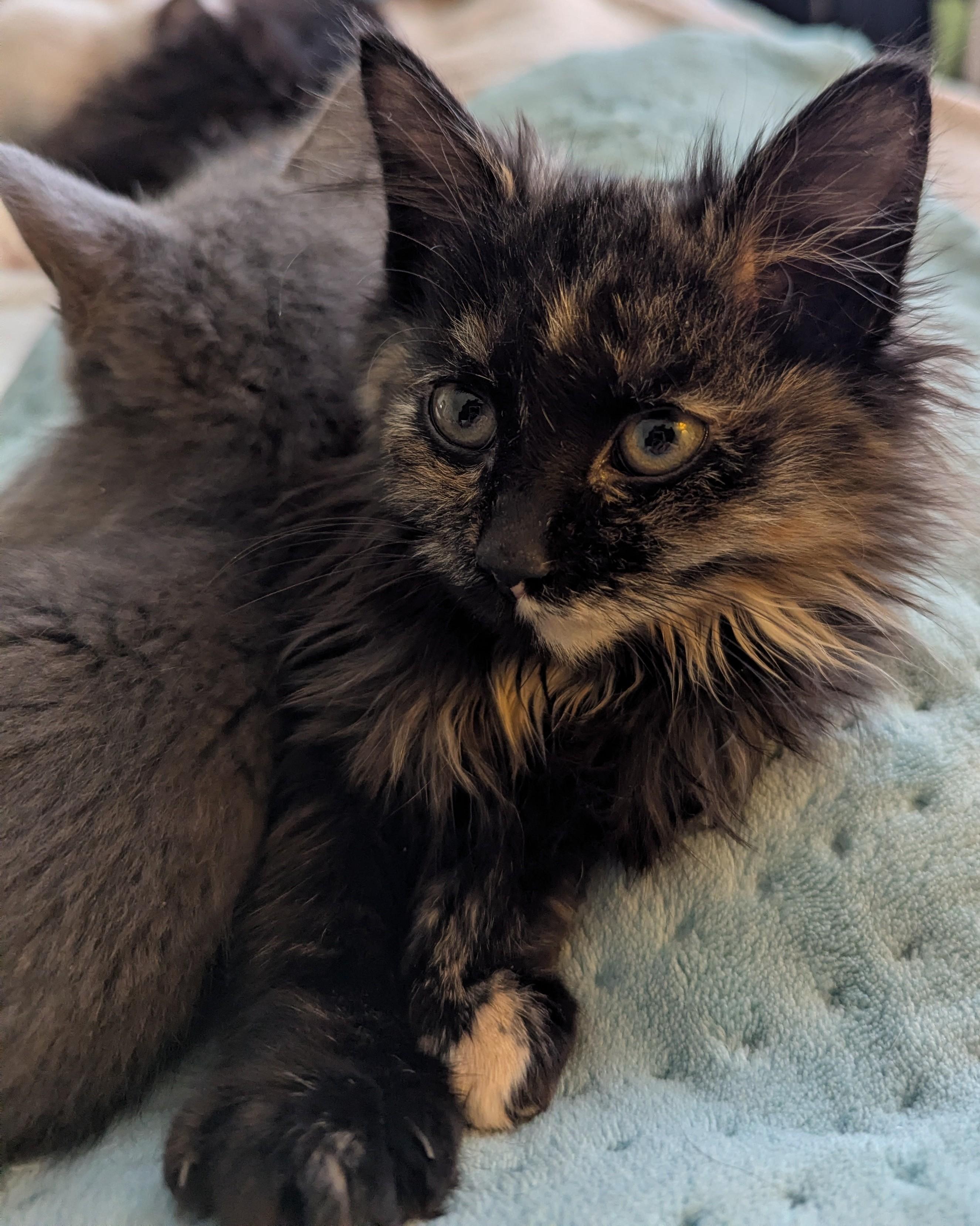 Meowtini thumbnail 6