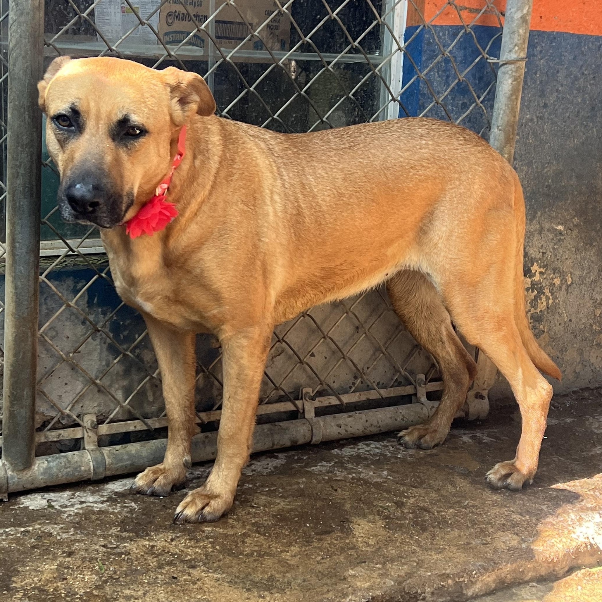 Enlarge Petuka (Honey), a Adoptable mixed breed in Santa Monica, CA image 5/6
