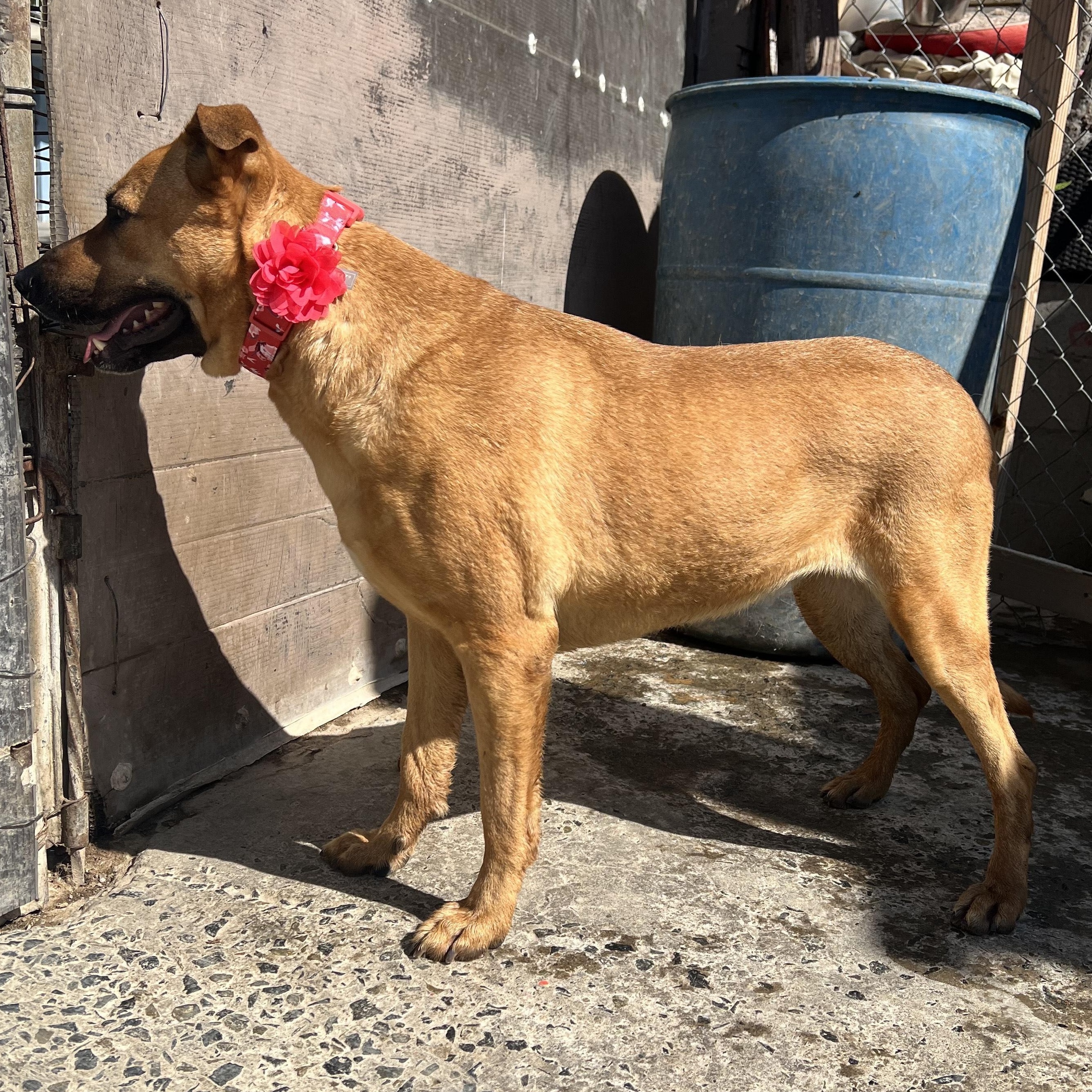 Enlarge Petuka (Honey), a Adoptable mixed breed in Santa Monica, CA image 3/6