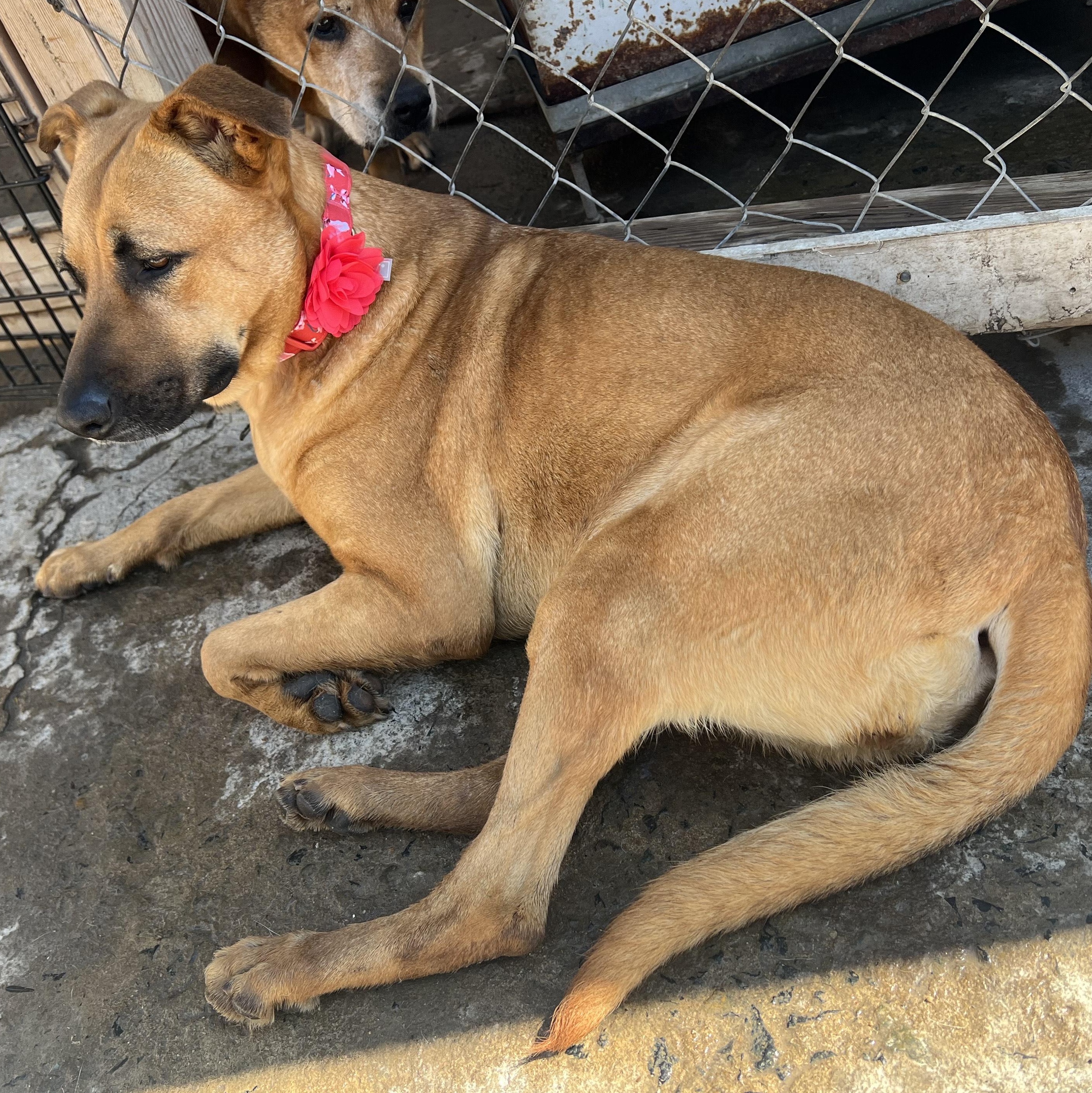 Enlarge Petuka (Honey), a Adoptable mixed breed in Santa Monica, CA image 4/6