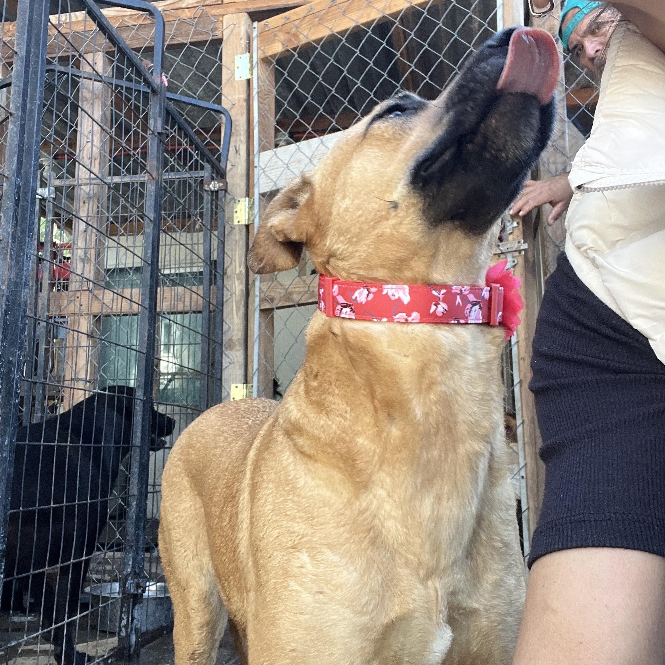 Enlarge Petuka (Honey), a Adoptable mixed breed in Santa Monica, CA image 2/6