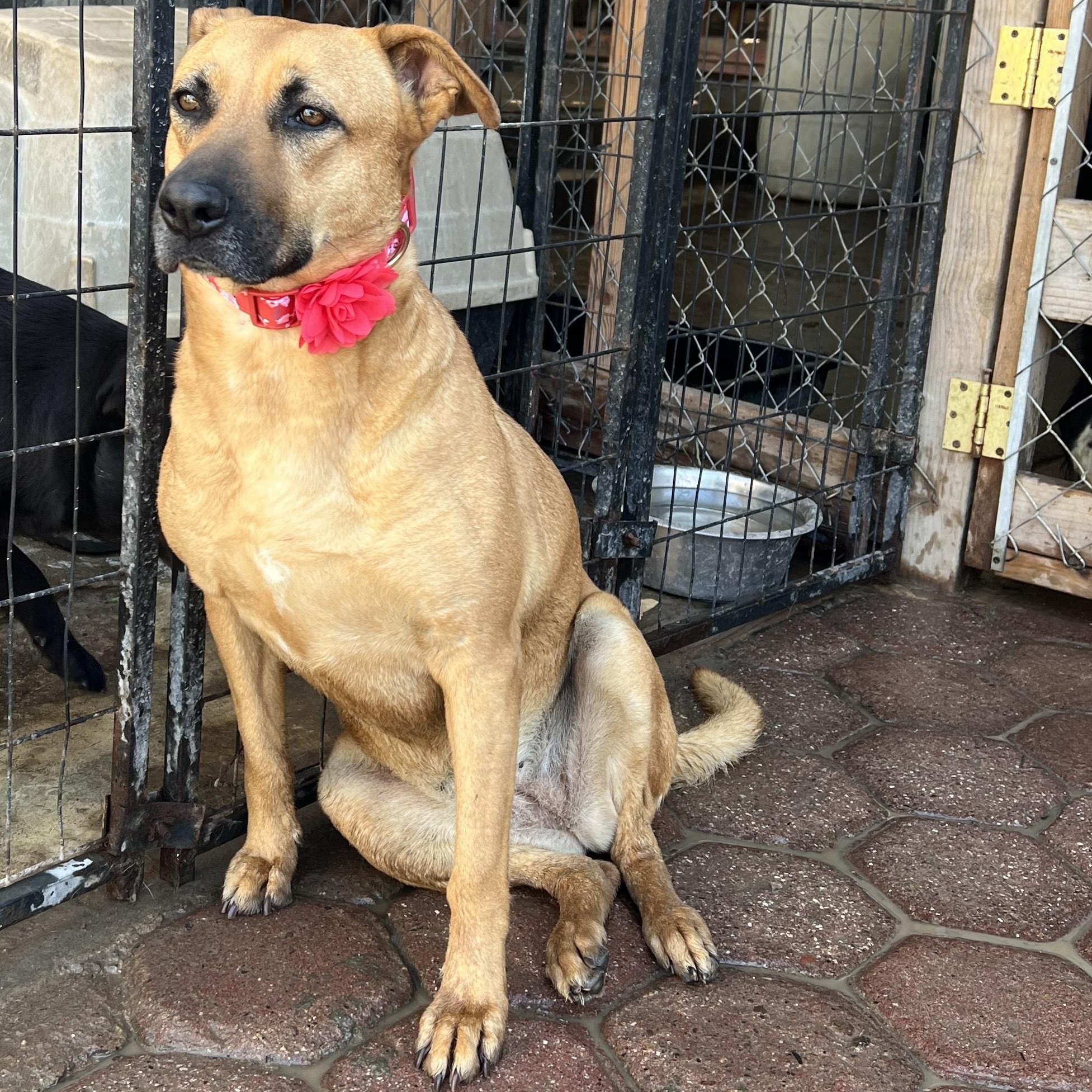 Enlarge Petuka (Honey), a Adoptable mixed breed in Santa Monica, CA image 6/6