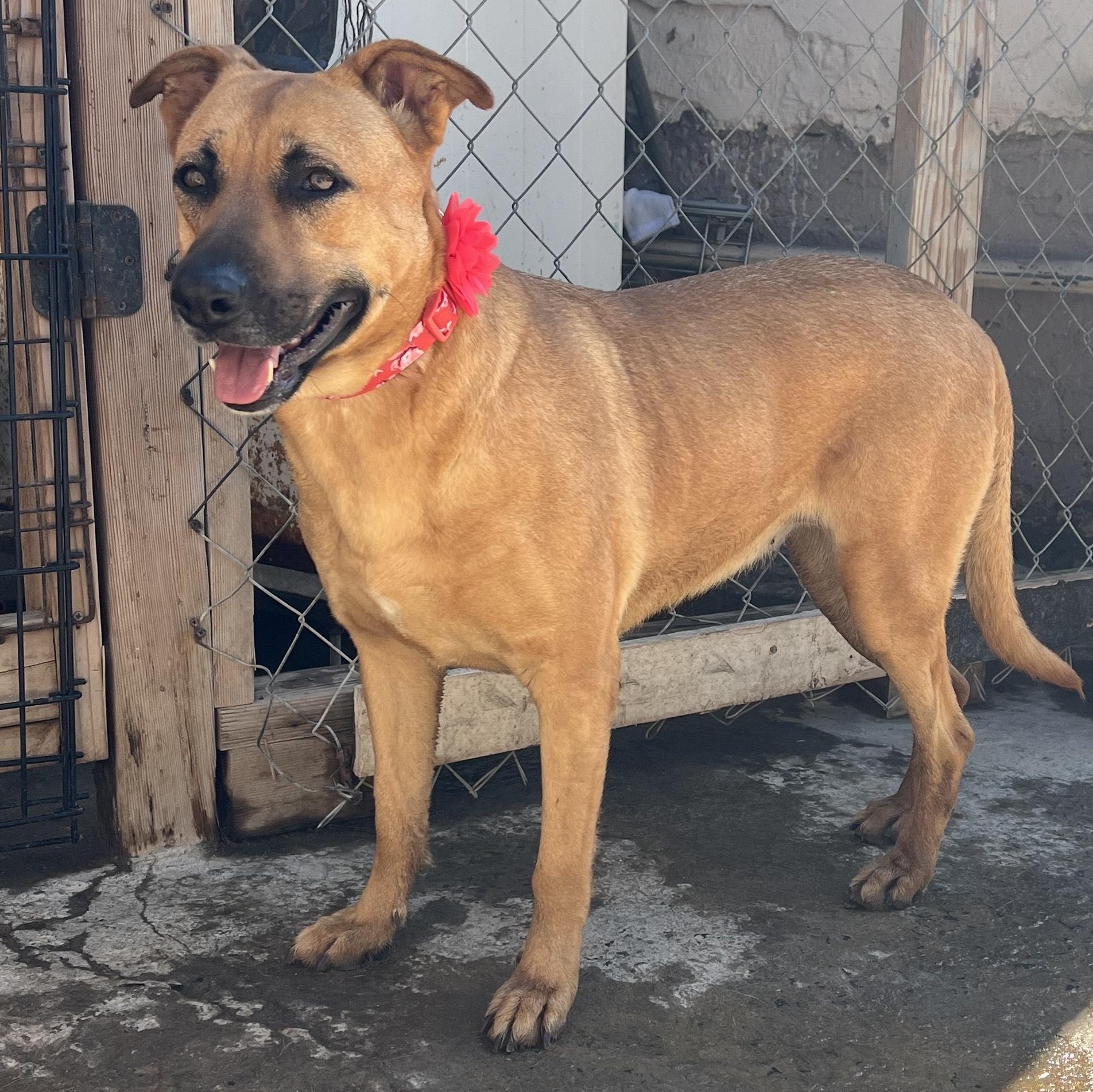Petuka (Honey), Adoptable, Adult Female Mixed Breed & Yellow Labrador Retriever.