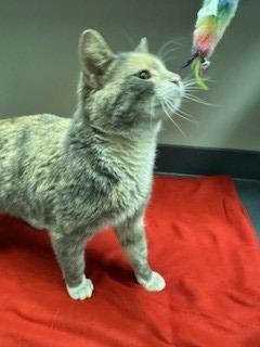 Fern, Adopted, Young Female Domestic Short Hair.