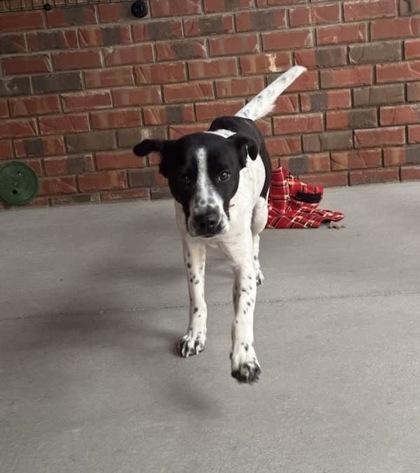 Enlarge Emmie, a Adoptable mixed breed in Southern Pines, NC image 1/2