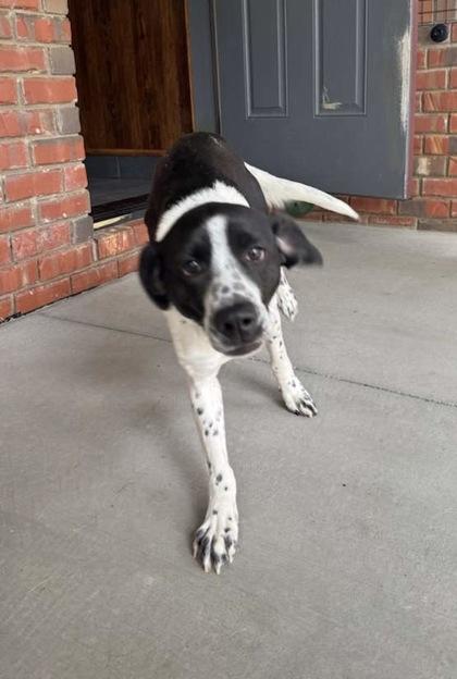 Enlarge Emmie, a Adoptable mixed breed in Southern Pines, NC image 2/2